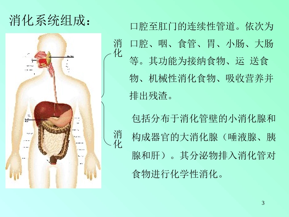 消化系统生理.ppt_第3页