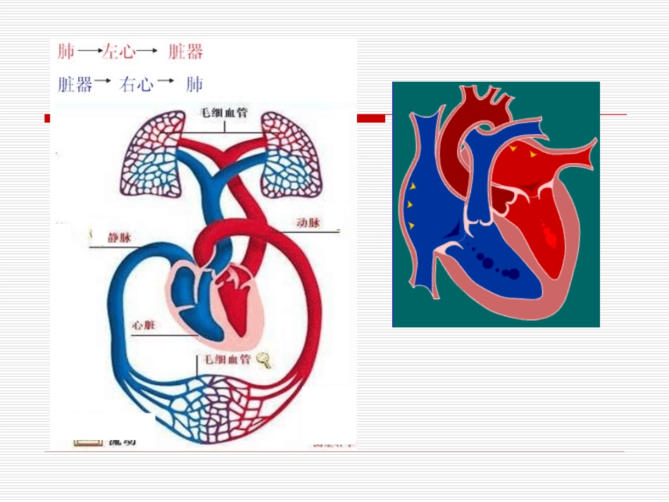 心衰的病因及机制.ppt_第3页