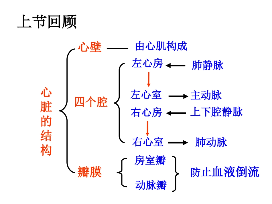 心脏的第二课时.ppt_第2页