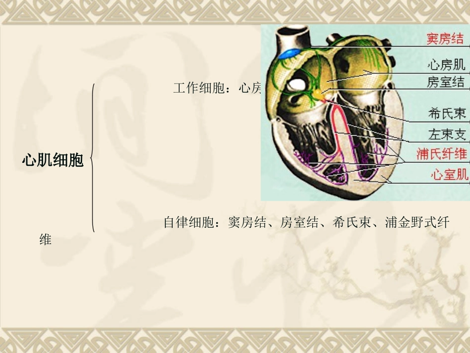 心肌细胞的生理特性.ppt_第3页