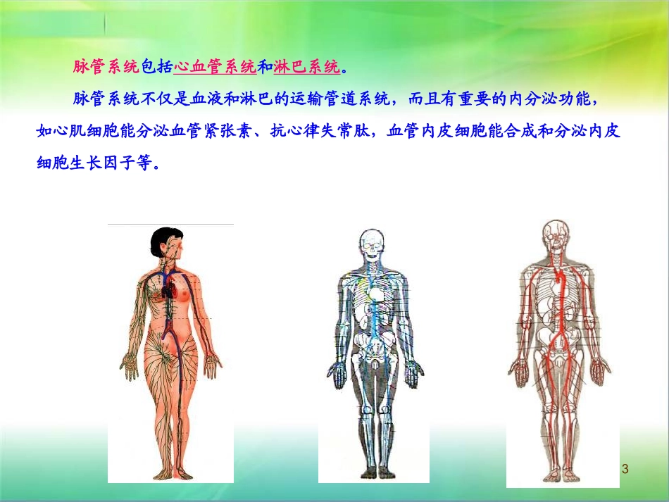 心血管系统).ppt_第3页