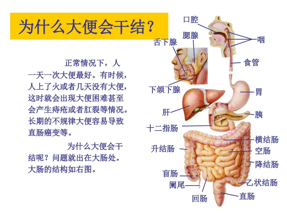 消化系统肝胆胰脾部分.ppt_第2页