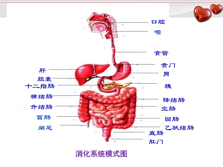 消化道出血201410骆欧.ppt_第2页