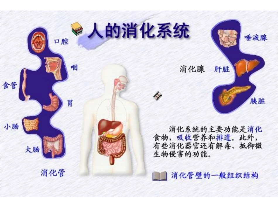 消化腺.ppt.ppt_第1页