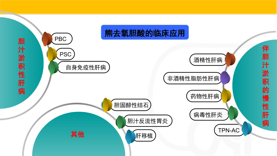 熊去氧胆酸对血糖的影响.pptx_第3页