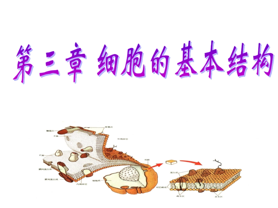 纤维素和果胶植物细胞的细胞壁.ppt_第2页