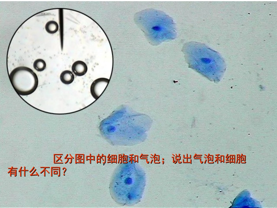 纤维素和果胶植物细胞的细胞壁.ppt_第3页