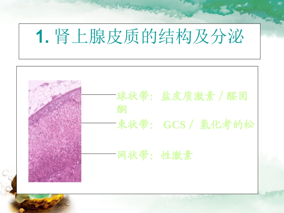 糖皮质激素在疼痛科的应用.ppt_第3页