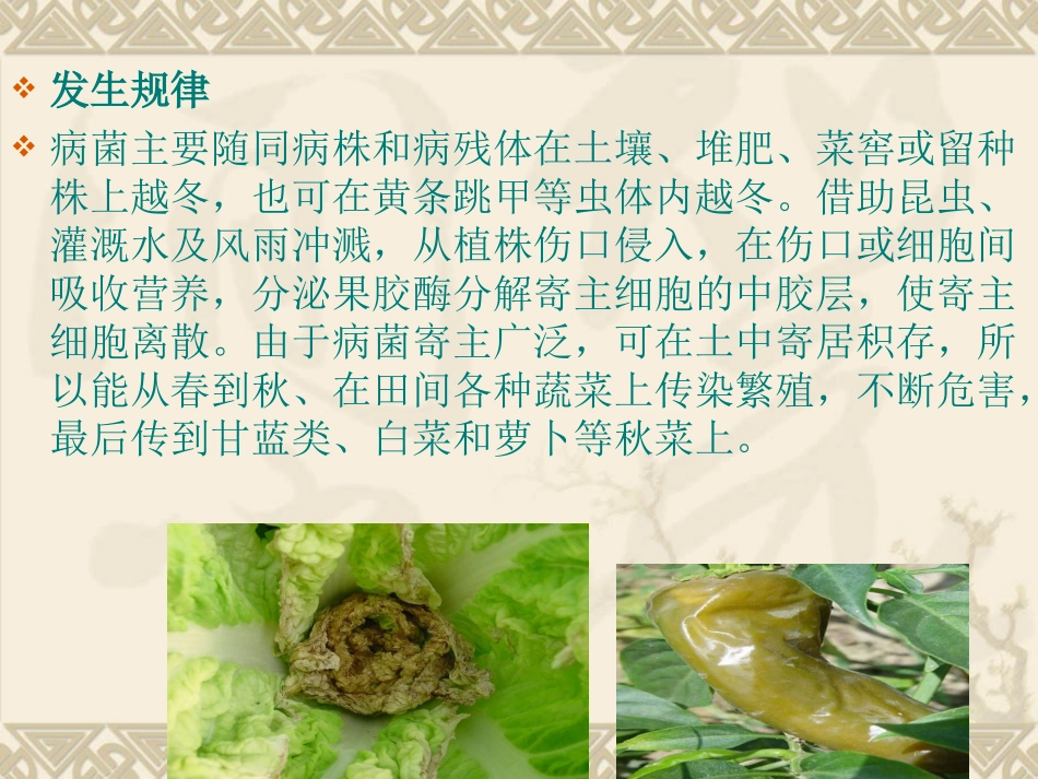 穴盘育苗常见的病害及防治.ppt_第3页