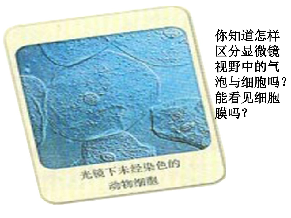 系统边界--细胞膜3.1.ppt_第2页