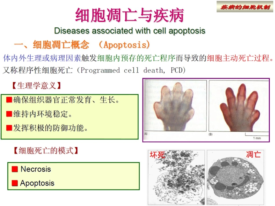 细胞凋亡及机制检测.ppt_第3页
