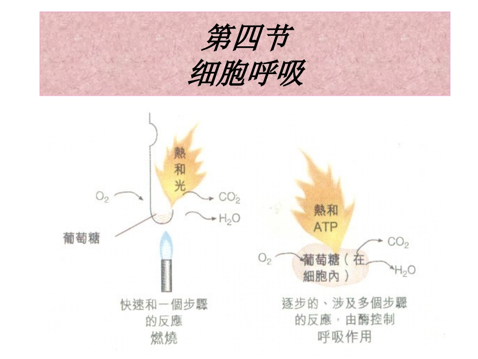 细胞呼吸.ppt_第1页