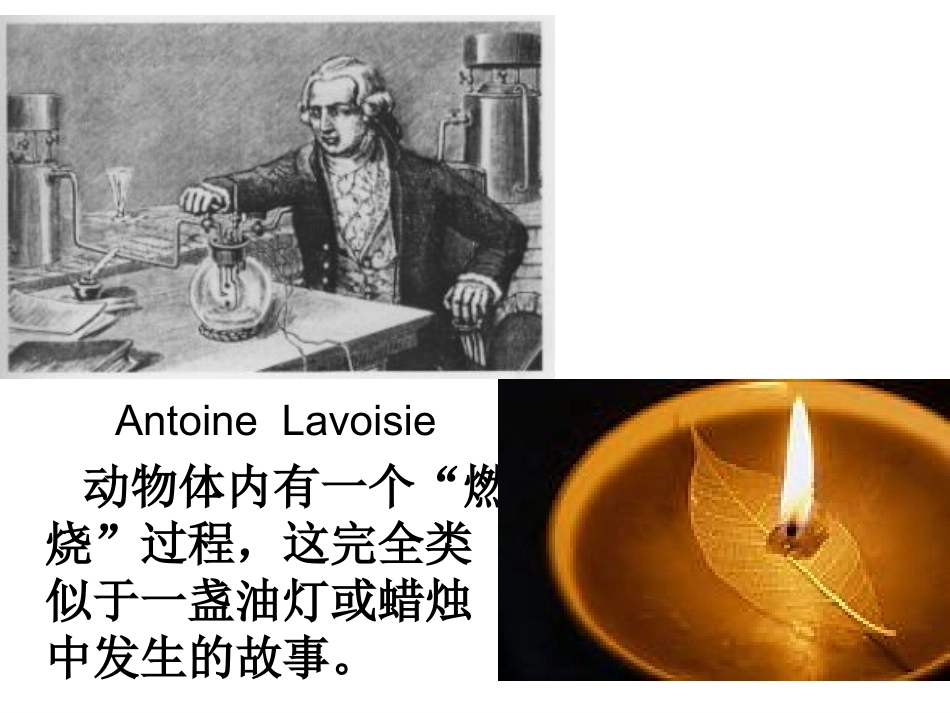 细胞呼吸.ppt_第2页
