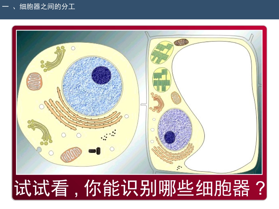 细胞器-系统内的合作分工.ppt_第3页