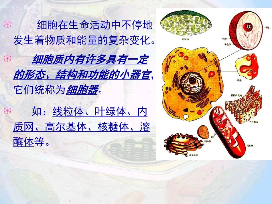 细胞器——系统内的分工合作12.ppt_第3页