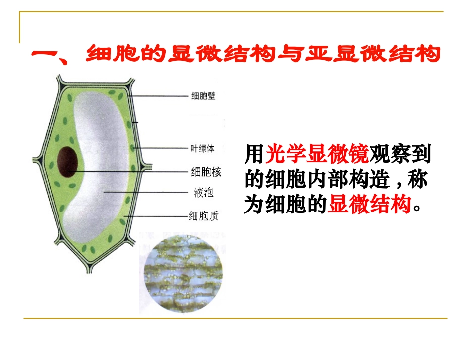 细胞器──系统内的分工合作-ppt.ppt_第2页