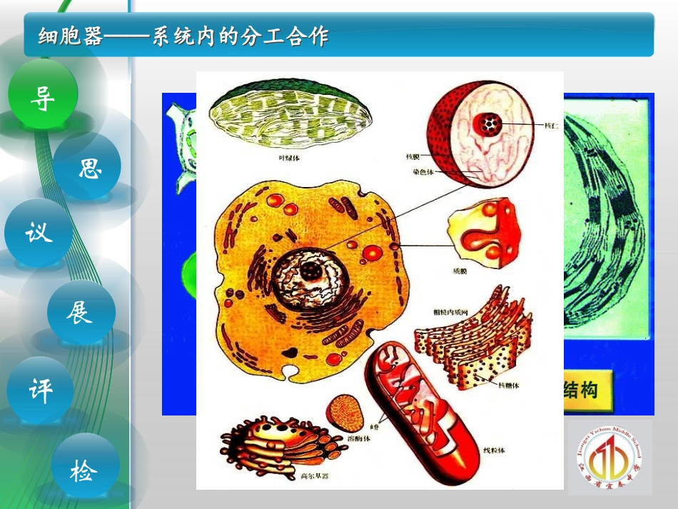 系统内的分工合作——细胞器.ppt_第2页