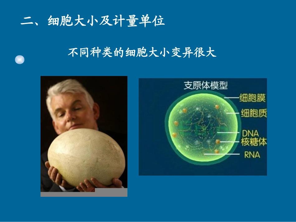 细胞的基本形态及类型.ppt_第2页