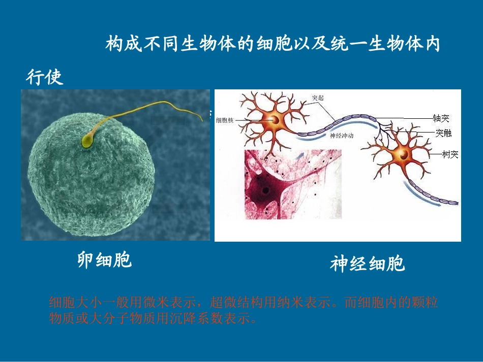细胞的基本形态及类型.ppt_第3页