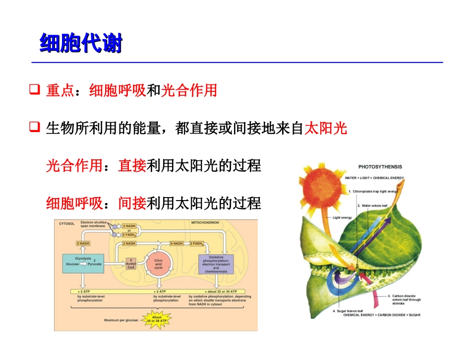 细胞代谢.ppt_第3页