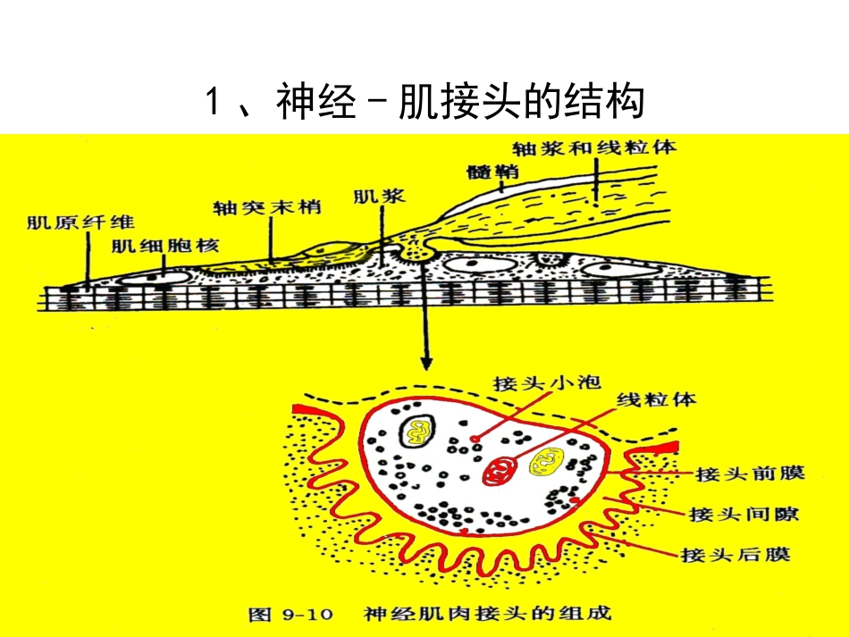 细胞基本功能第二部分.ppt_第2页