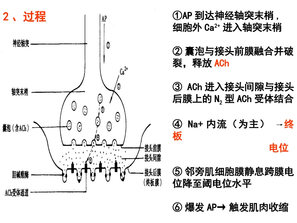 细胞基本功能第二部分.ppt_第3页