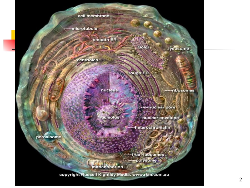 细胞的概念与分子基础.ppt_第2页