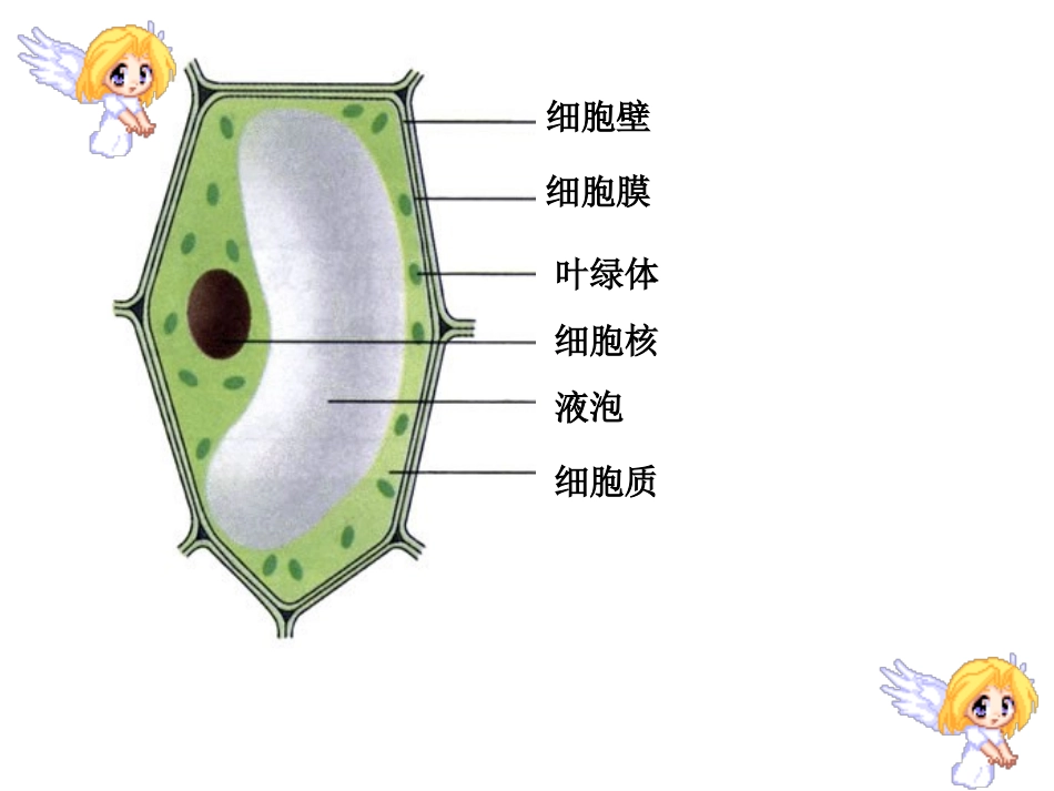 细胞分裂和分化.ppt_第1页