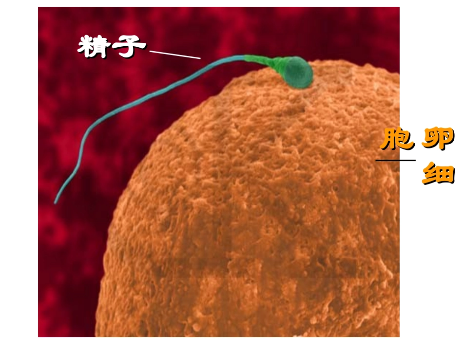 细胞分裂和分化.ppt_第2页