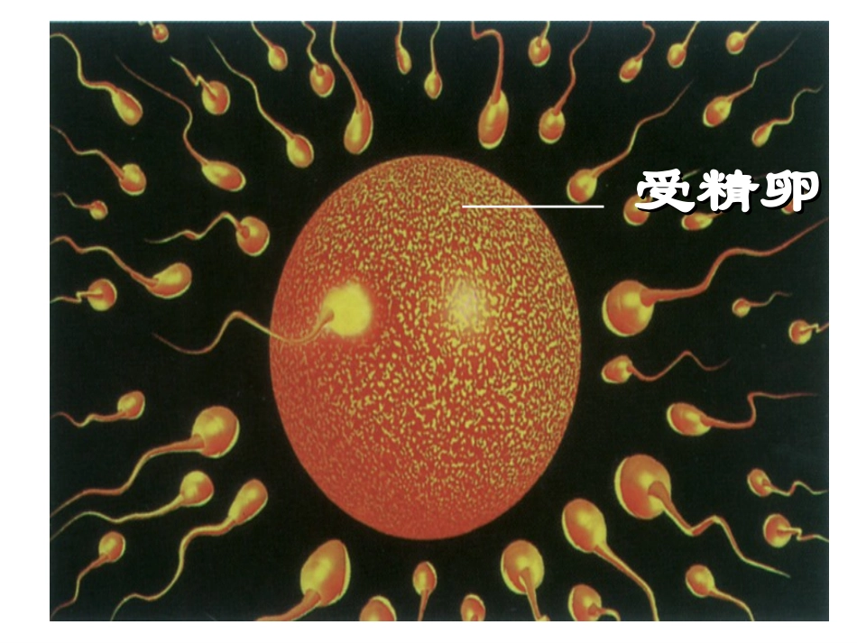 细胞分裂和分化.ppt_第3页