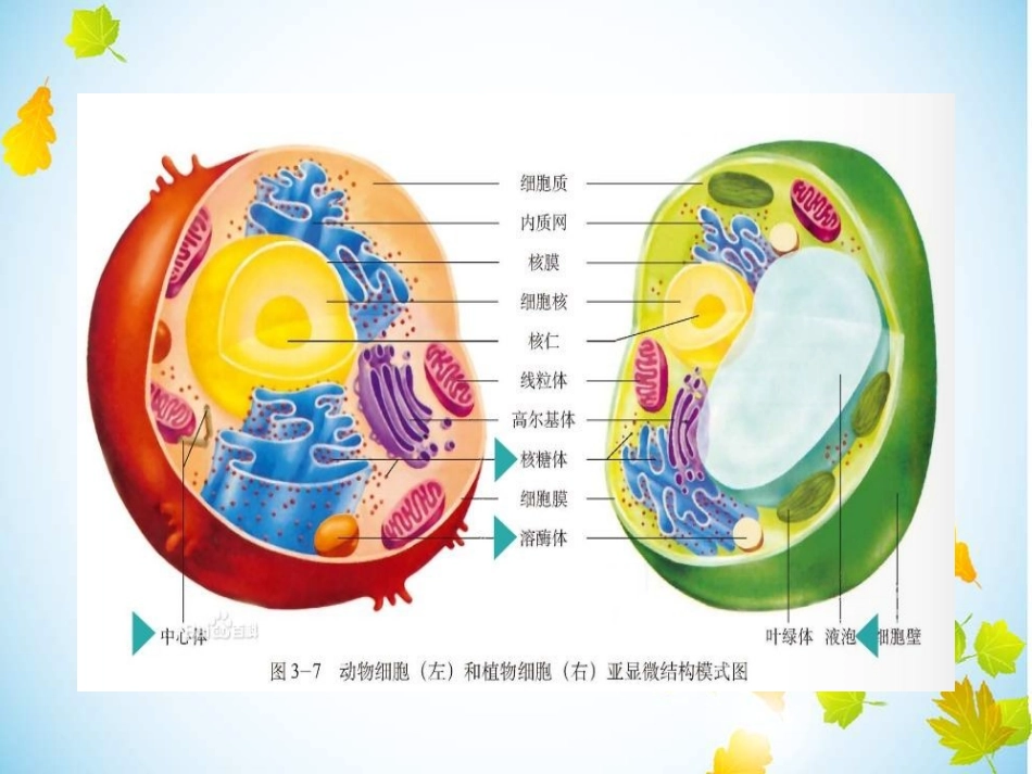 细胞器及其之间的分工合作.ppt_第2页