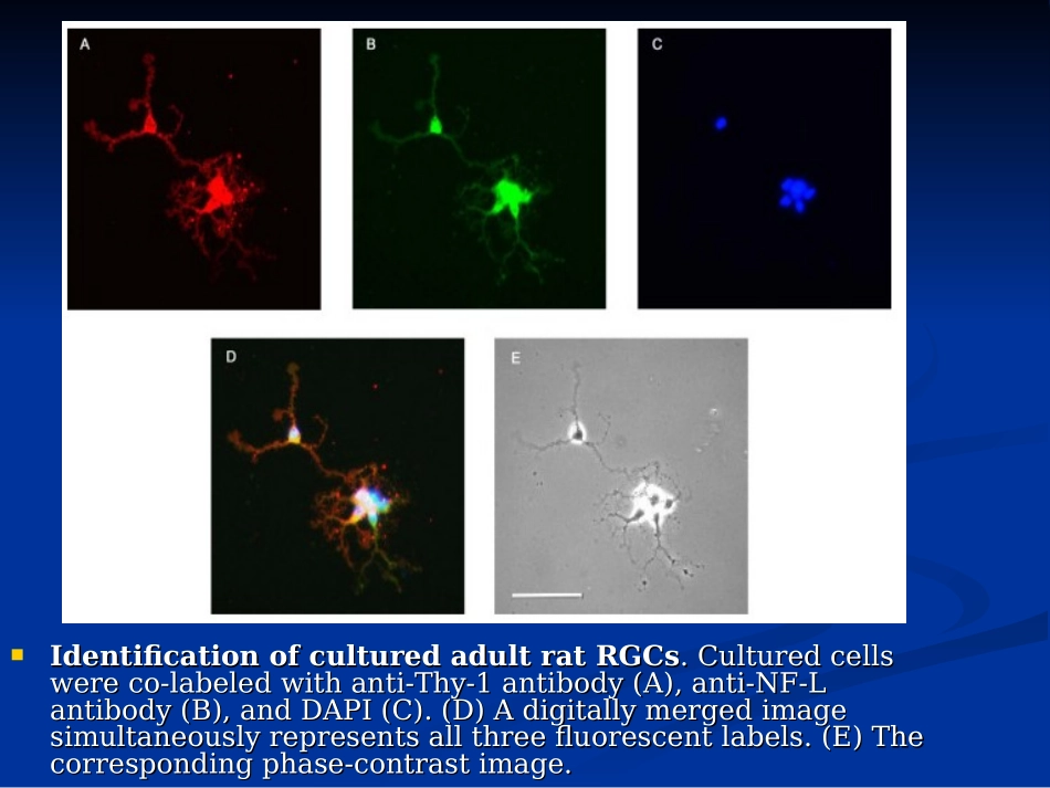 细胞的形态.ppt_第2页