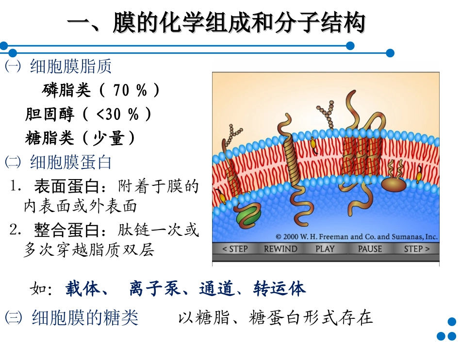 细胞基本功能(60)part1-简版.ppt_第3页