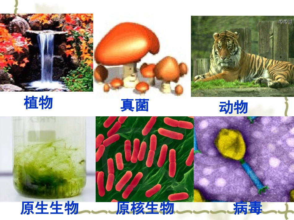细胞中的原子及分子.ppt_第1页