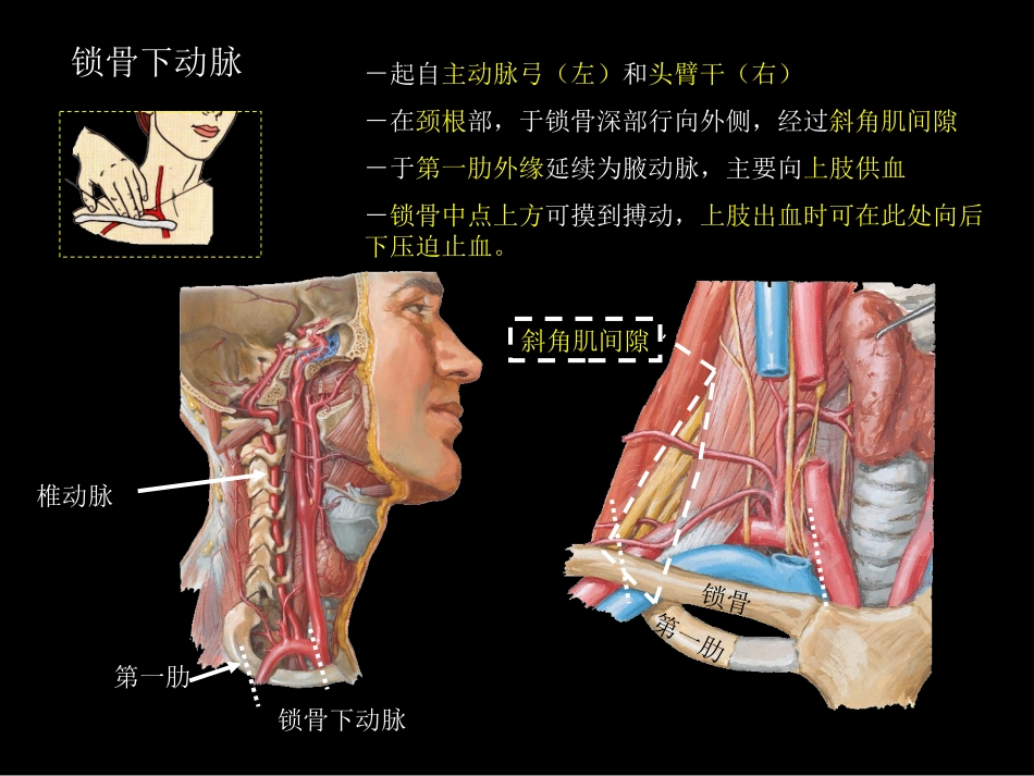 系解uni15.动脉(二).ppt_第2页