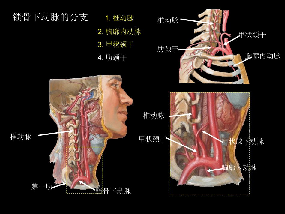 系解uni15.动脉(二).ppt_第3页