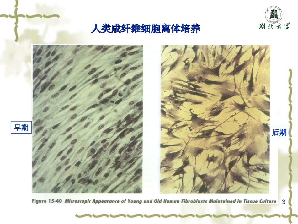 细胞的程序化死亡.ppt_第3页