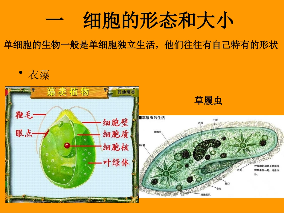 细胞的形态结构功能..ppt_第3页