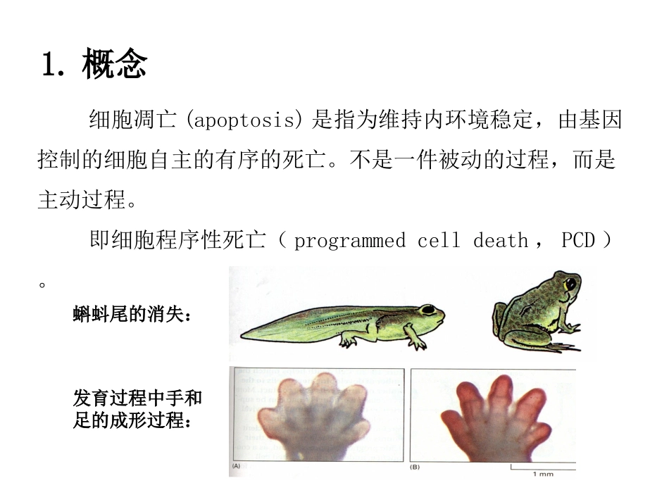细胞凋亡的信号通路.ppt_第2页