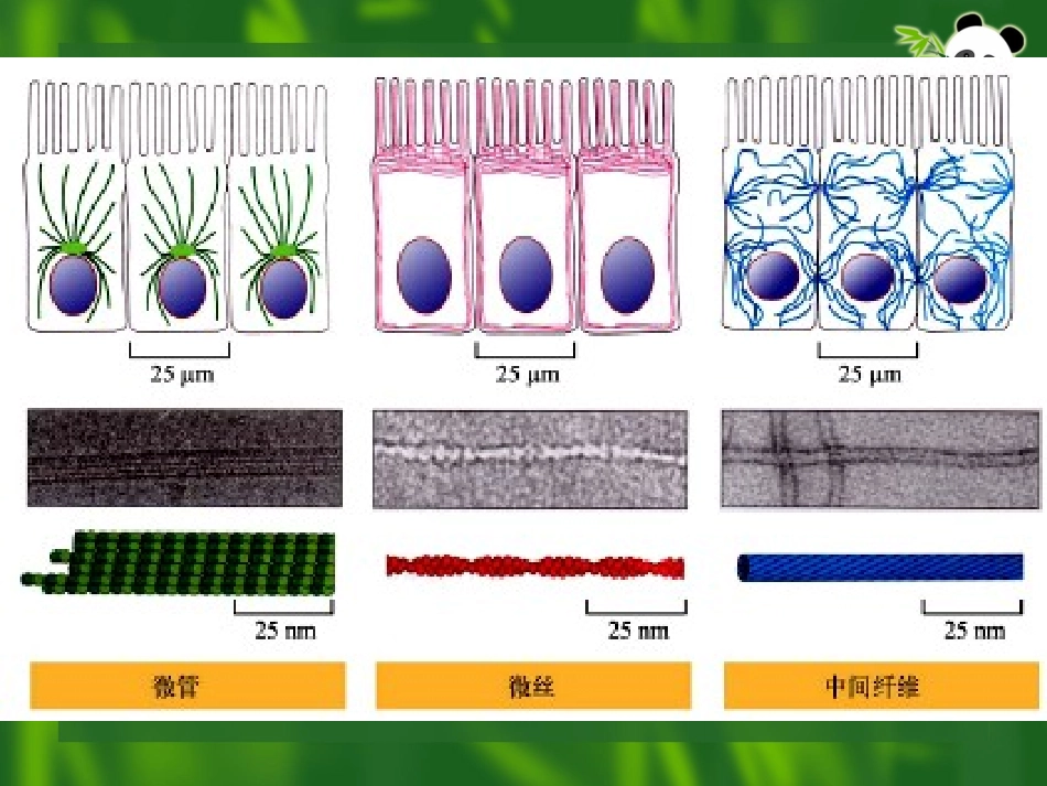 细胞骨架与细胞的运动.ppt_第2页