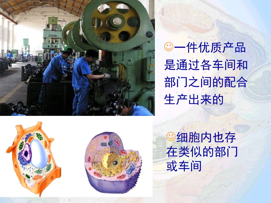 细胞器系统内的分工合作10.ppt_第3页
