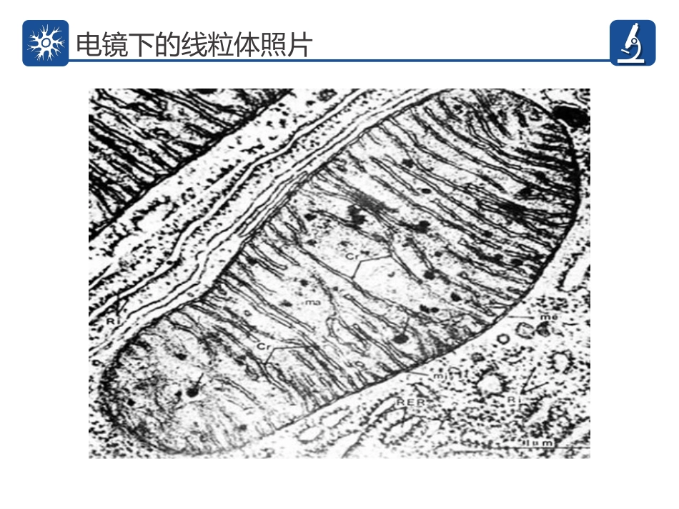 细胞器的亚显微结构和功能.ppt_第3页