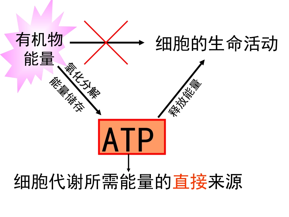 细胞的能量通货--ATP.ppt_第3页