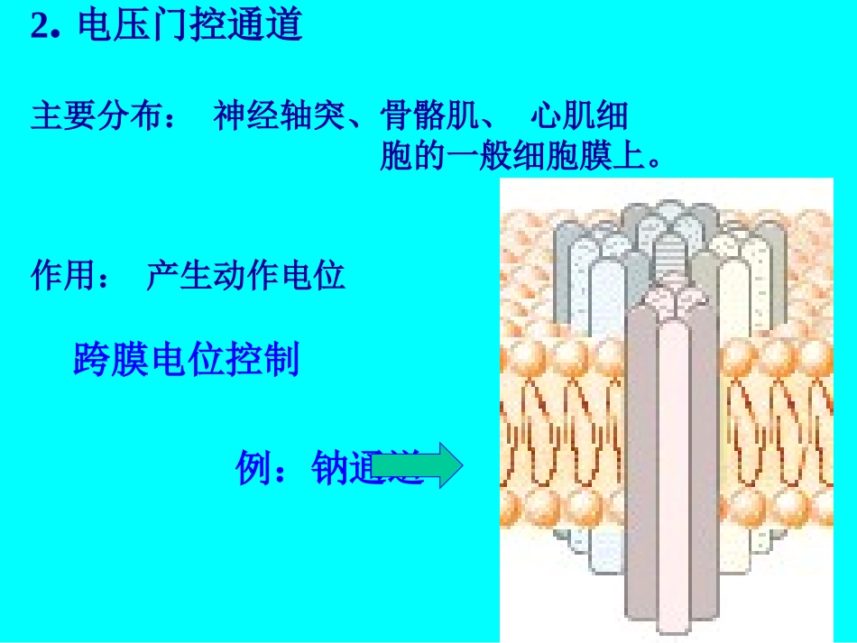 细胞的跨膜信号传递功能(1).ppt_第3页