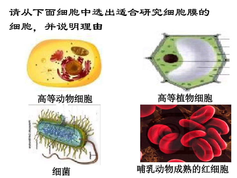 细胞的基本结构.ppt_第2页