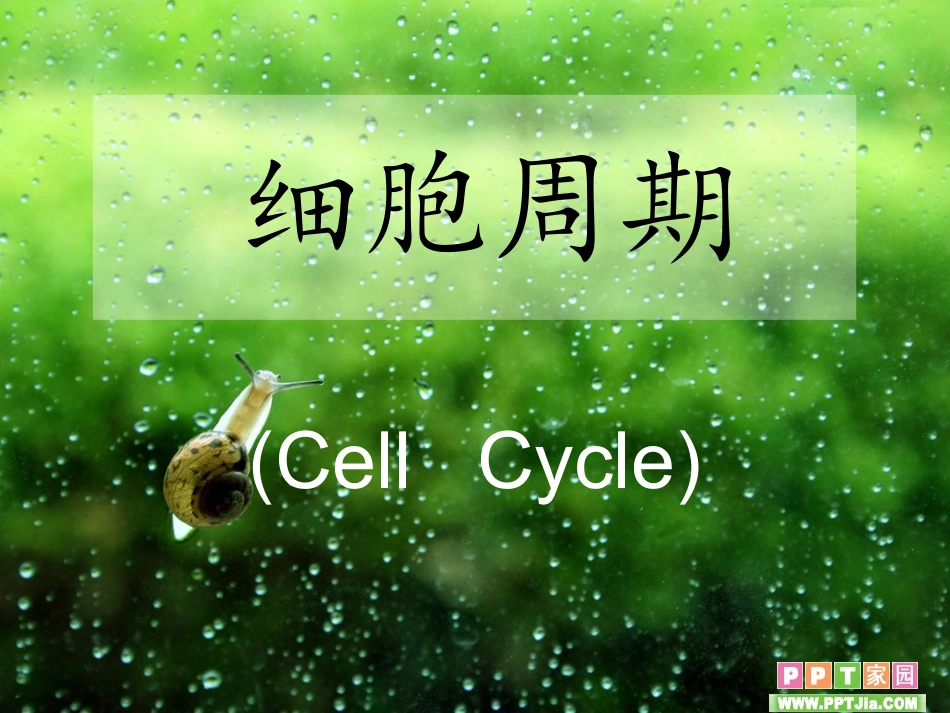 细胞周期及其划分.ppt_第1页