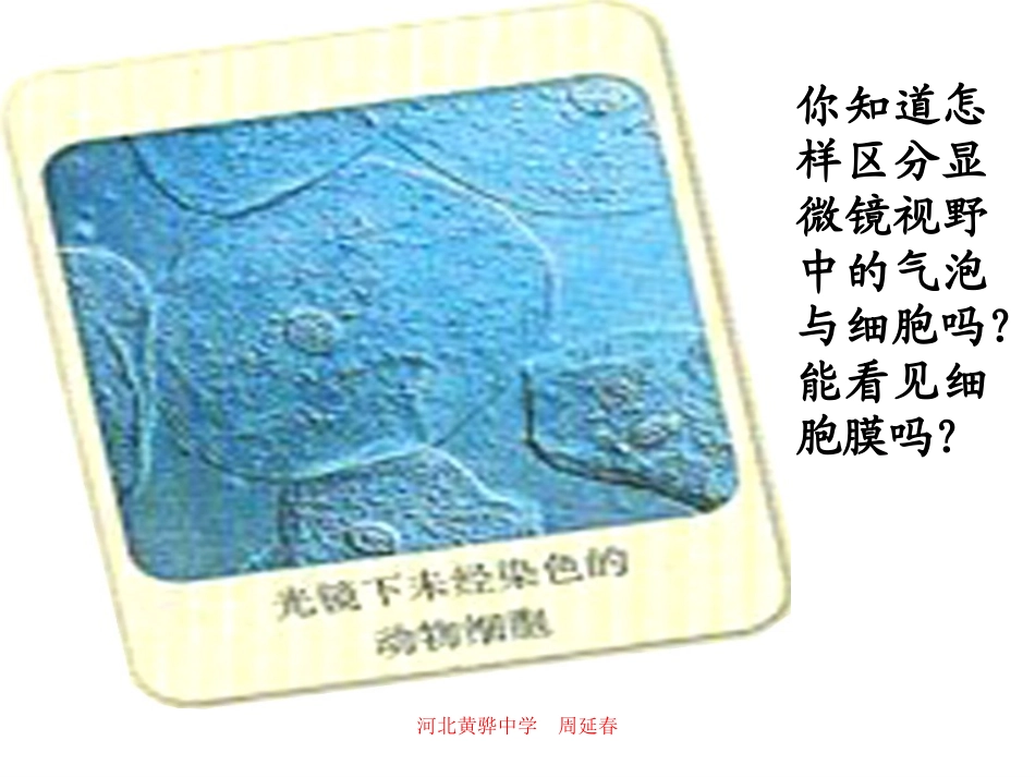 细胞膜-系统的边界.ppt_第2页