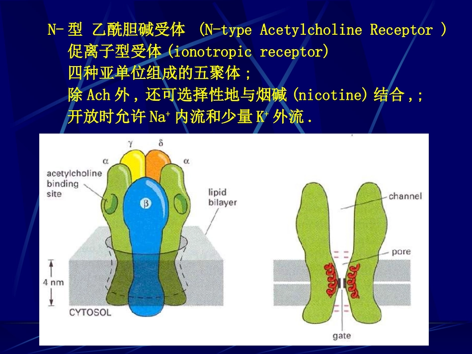 细胞的跨膜信号传递功能.ppt_第3页