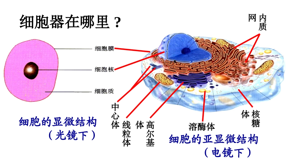 细胞器——系统内的分工.ppt_第3页
