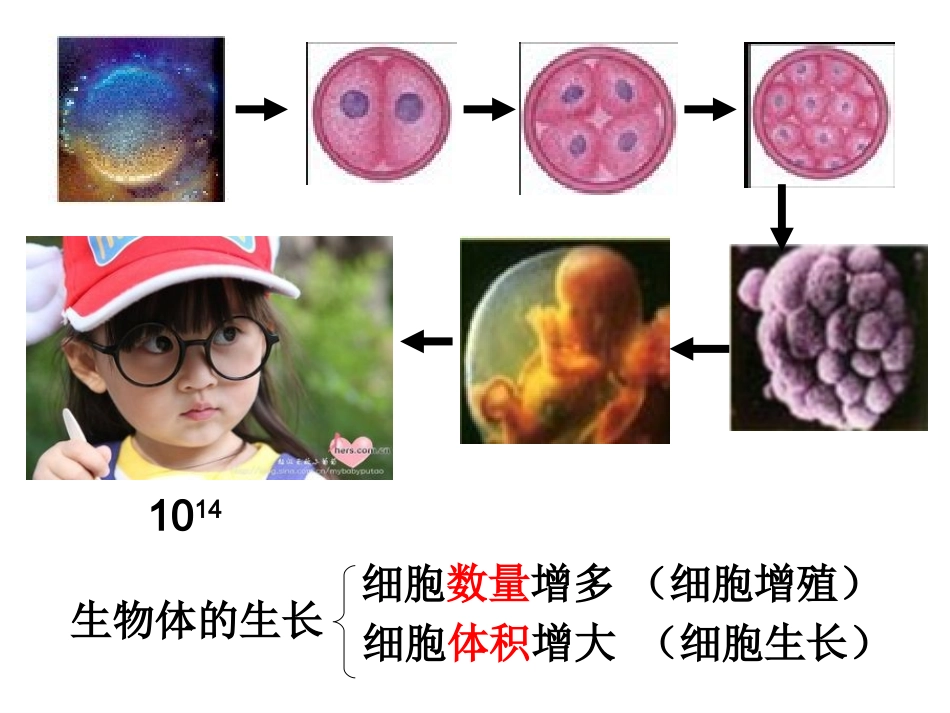 细胞的增殖(有动画).ppt_第2页